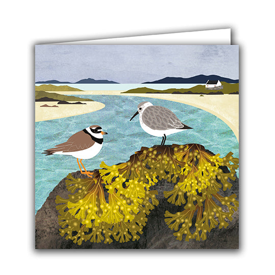 Joli Beau 'Ringed Plover & Dunlin with Bladderwrack Bird' Designed In The UK Blank Printed Greeting Card 🇬🇧